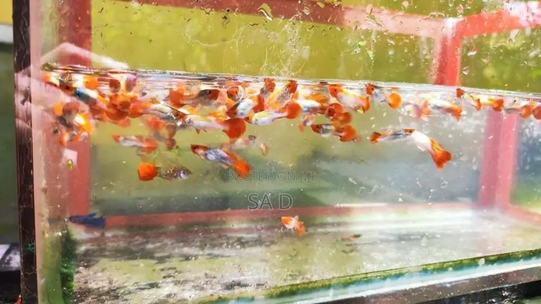 Guppy Fishes