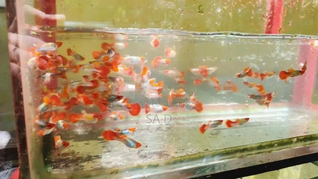 Guppy Fishes
