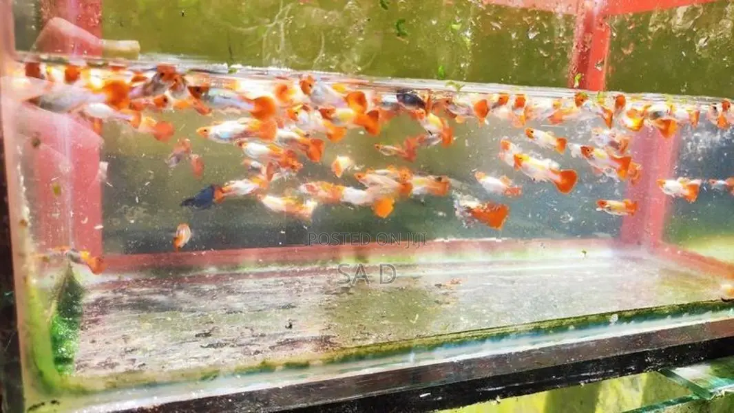 Guppy Fishes