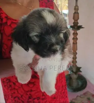 Shih Tzu Puppies