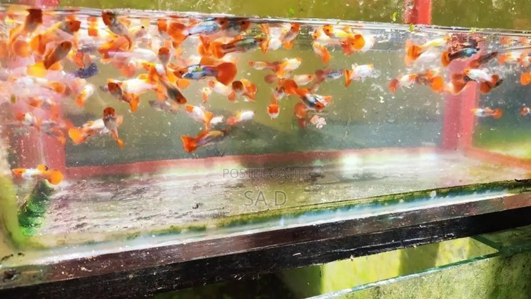 Guppy Fishes