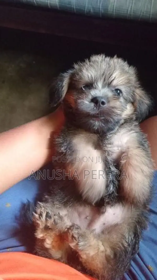 Shih Tzu Puppies