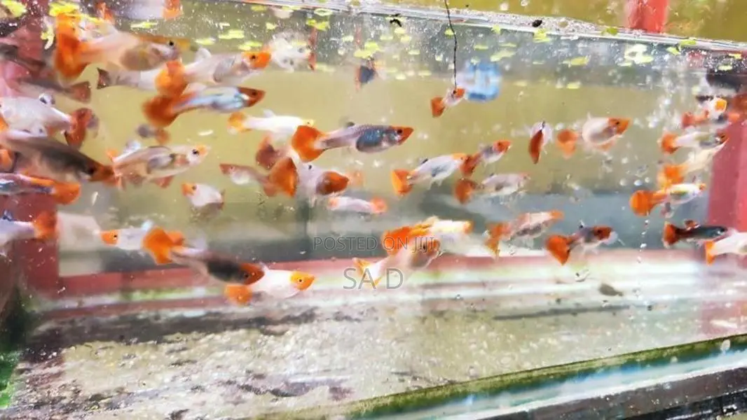 Guppy Fishes