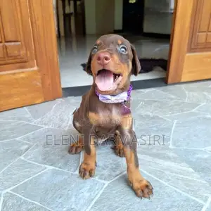 Doberman Puppies