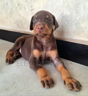 Doberman Puppies