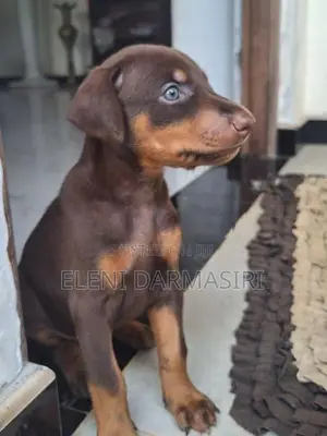 Doberman Puppies