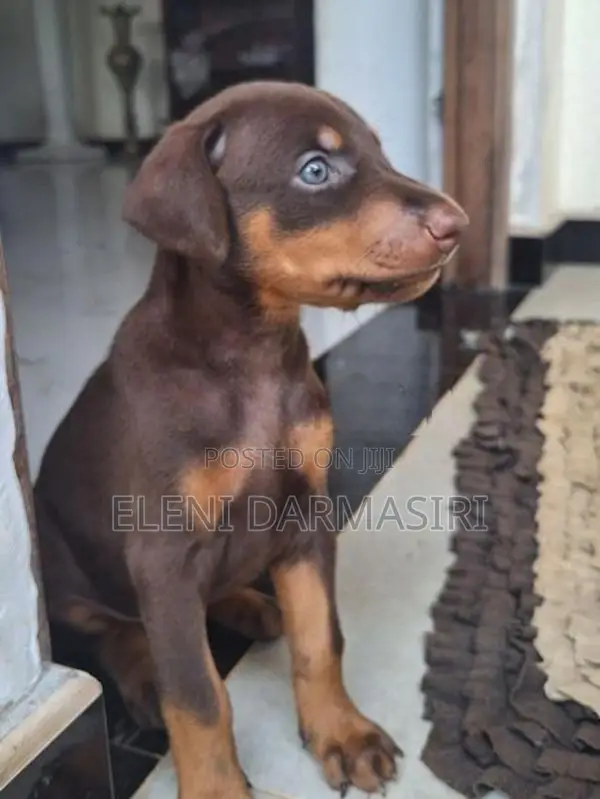 Doberman Puppies