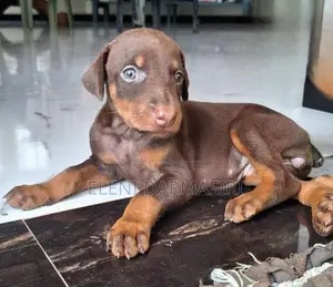 Doberman Puppies