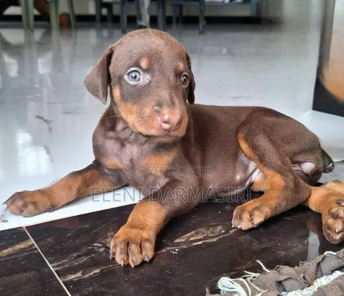 Doberman Puppies