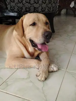 Labrador Retriever Dog