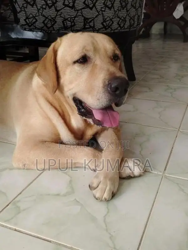 Labrador Retriever Dog