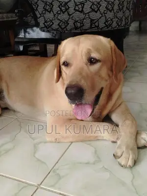 Labrador Retriever Dog