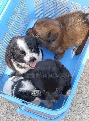 Lion Pomeranian Puppy