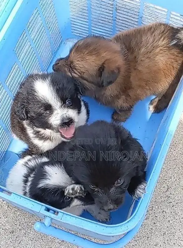 Lion Pomeranian Puppy