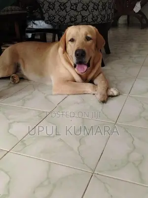 Labrador Retriever Dog