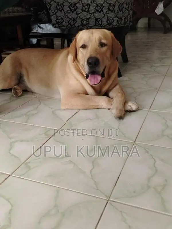Labrador Retriever Dog