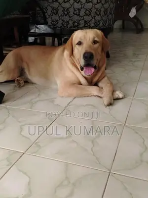 Labrador Retriever Dog