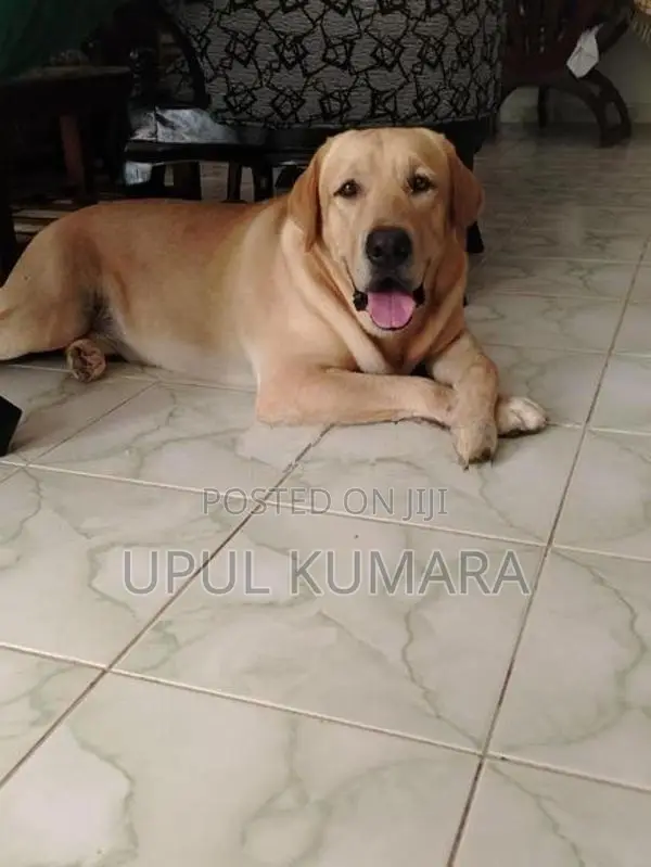 Labrador Retriever Dog