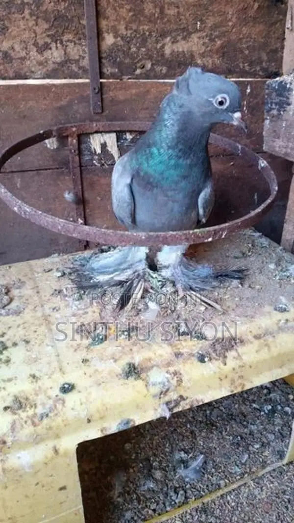 Pigeons