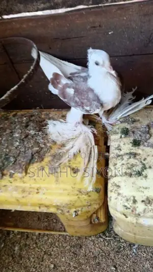 Pigeons
