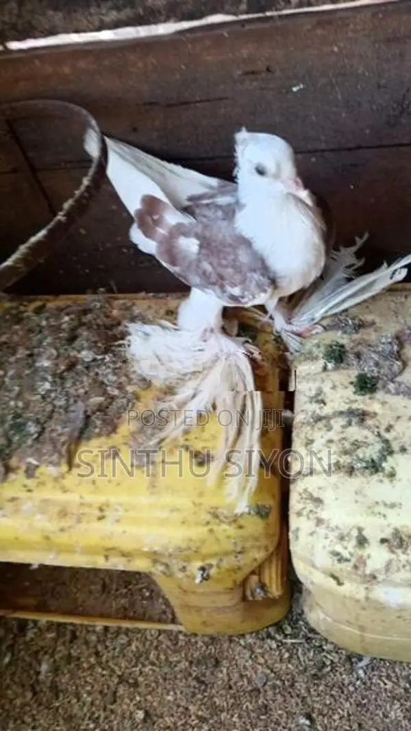 Pigeons