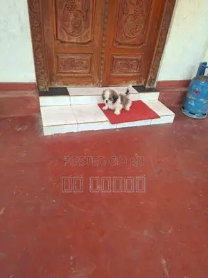 Sitzue Puppies
