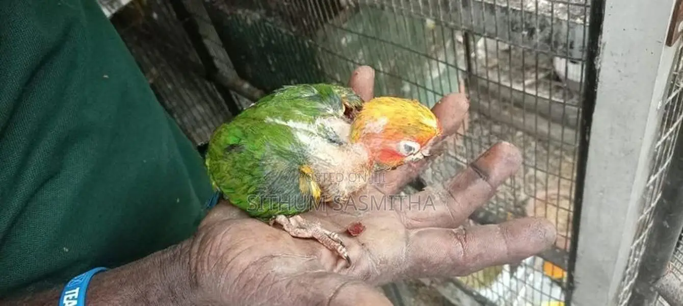 Sun Conure Birds