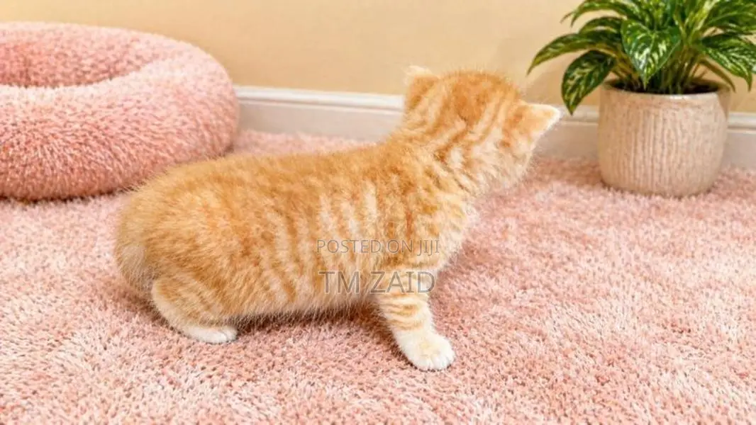 Persian Cat