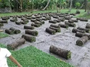 Malaysian Grass