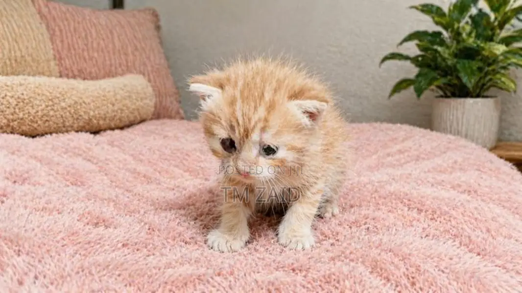 Persian Cat