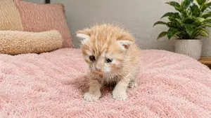 Persian Cat