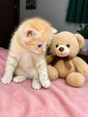 Persian Cat