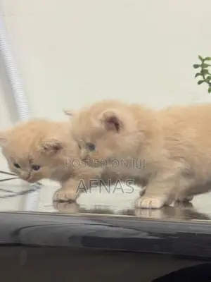Persian Kitten