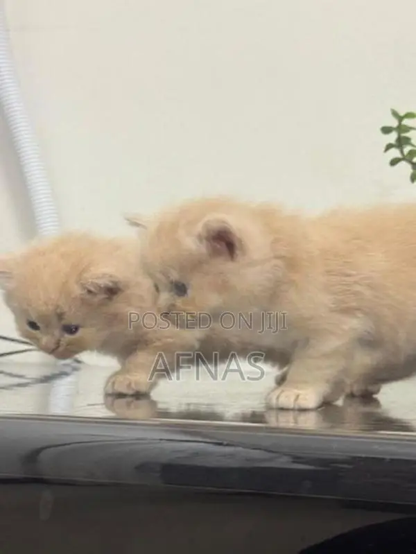 Persian Kitten