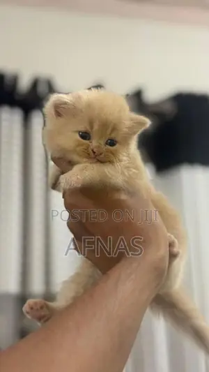 Persian Kitten