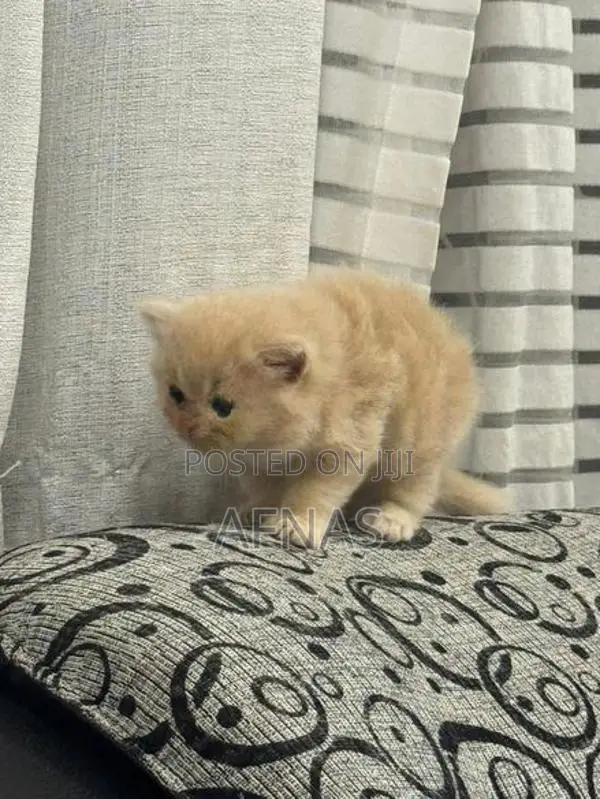 Persian Kitten
