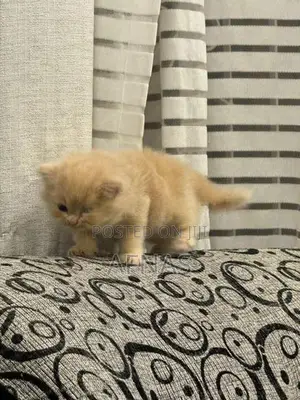 Persian Kitten