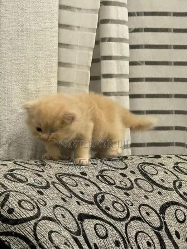 Persian Kitten