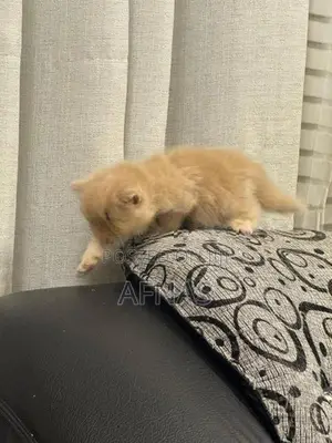 Persian Kitten