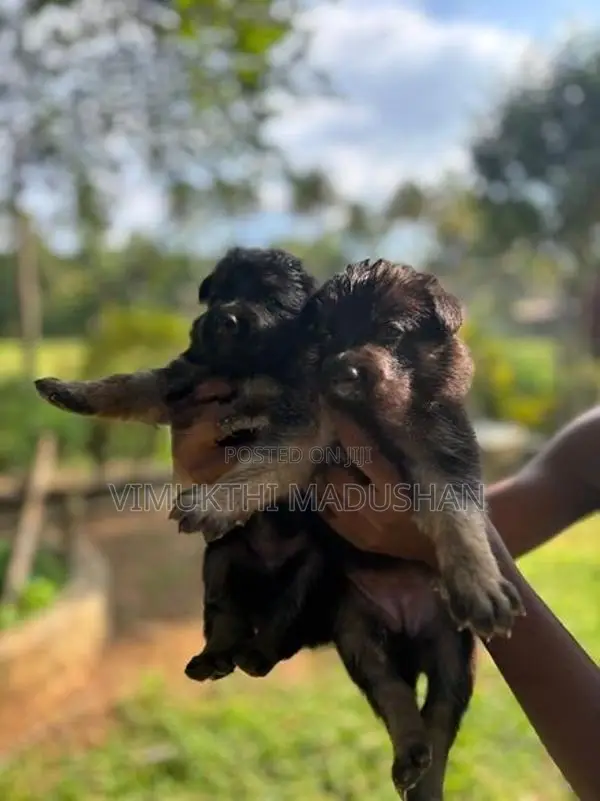 Lion Sherped Puppies