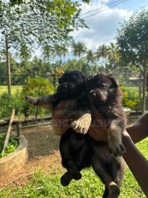 Lion Sherped Puppies