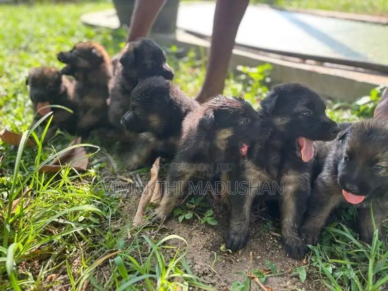 Lion Sherped Puppies