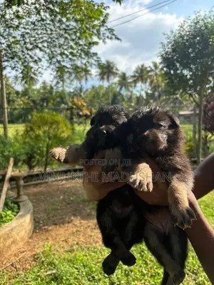 Lion Sherped Puppies
