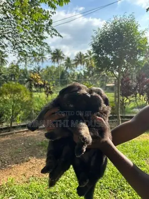 Lion Sherped Puppies