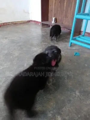 German Sherpherd Puppies