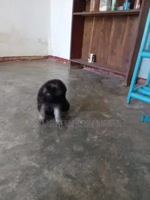 German Sherpherd Puppies