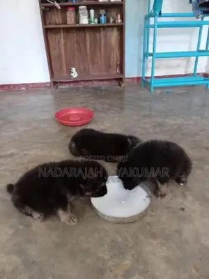 German Sherpherd Puppies