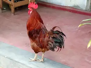 Farm Chicken