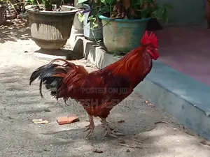 Farm Chicken