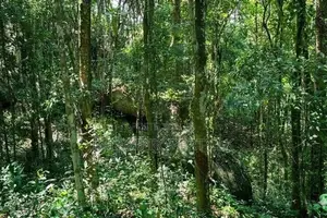 Valuable Rubber Land for Sale in Ambagaspitiya – Yakkala.